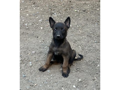 Koyu maskeli belçika malinois yavrular