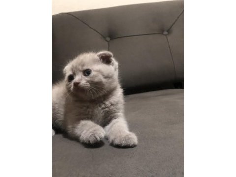 Scottish fold blue point