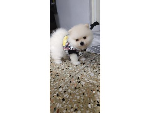 Pomeranian boo yavrularım