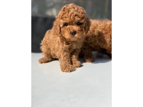 Dişi red toy poodle yavru
