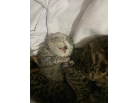 Yeni doğmuş scottish fold dişi ve erkek