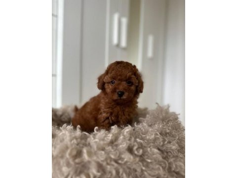 Toy poodle yavru
