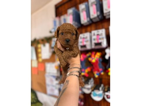 En akıllı apartman köpeği a scrli toy poodle