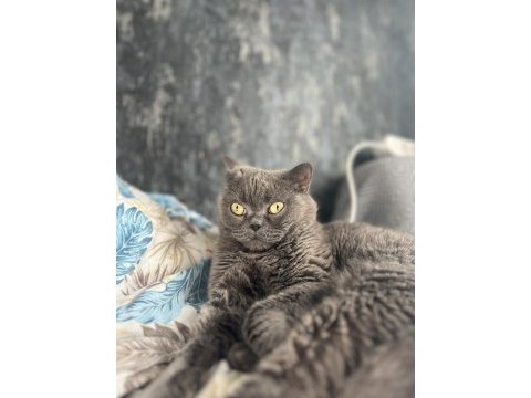 Sakin yapılı ve sevecen kedimiz şila için ömürlük yuva