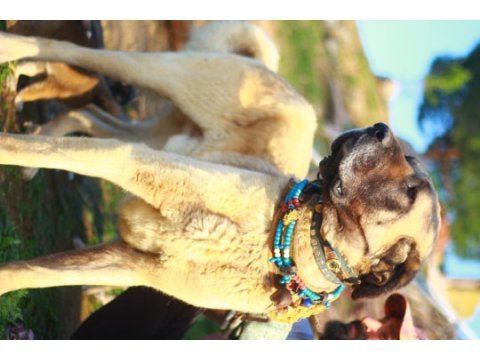 Dev adayları anadolu çoban köpeği yavruları