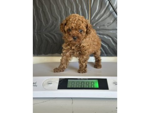 Mini poodle yavrular