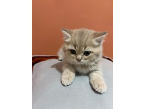 British shorthair yavrumuz şecereli baba