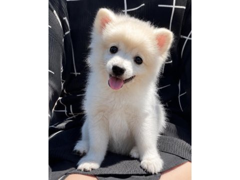 Pomeranian spitz erkek uygun