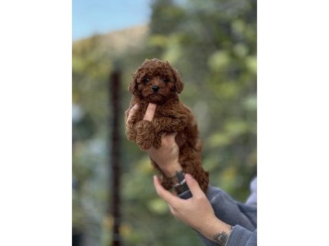 Toy poodle yavruları
