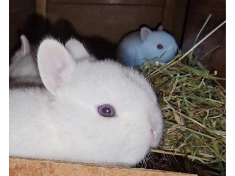 Cüce ve mini lop tavşanı bebeklerimiz