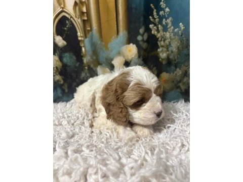 Özel ırk maltipoo yavruları