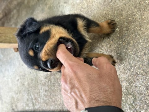 Saf kan rottweiler yavrularımız