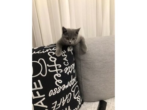 Alerji nedeni ile acil sahiplendirme british longhair
