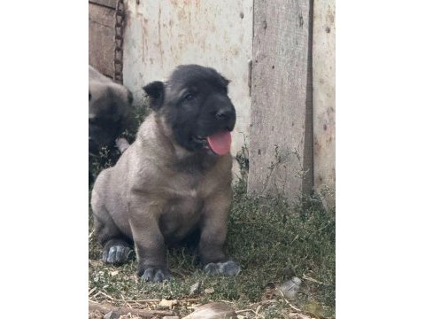 Kaliteli kangal yavrularımız gönderim yapıyoruz