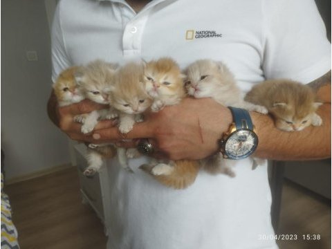 Şecereli golden british longhair yavrularım rezerve