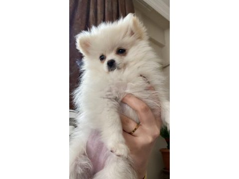 Dişi beyaz pomeranian boo
