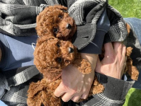 A + plus korea poodle yavrular teacup boy