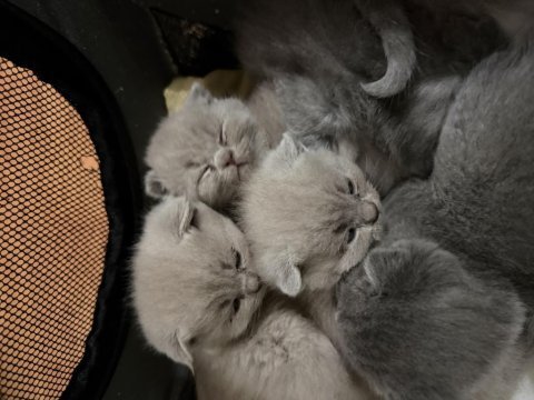 7 adet scottish fold yavrusu