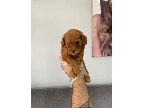 Efsane poodle yavrular