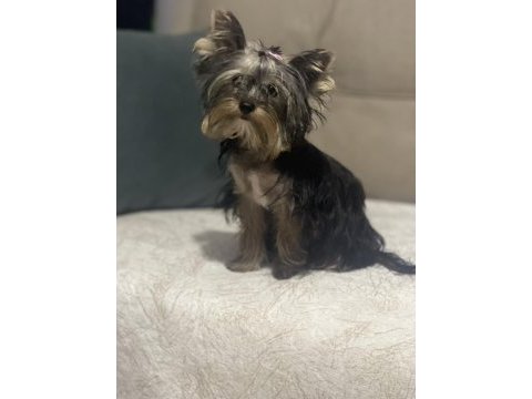 Yorkshire terrier ırkının en iyileri