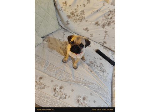 3 aylık yavru pug