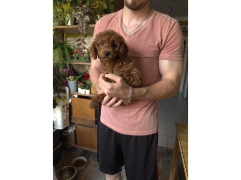 Oyuncu akıllı ve yaramaz poodle