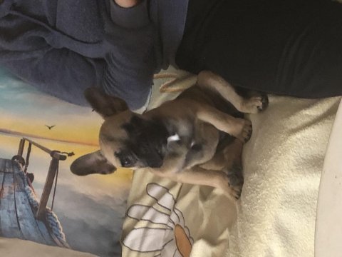 3.5 aylık french bulldog