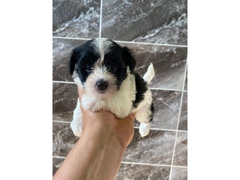 Minyatür orjinal morkie