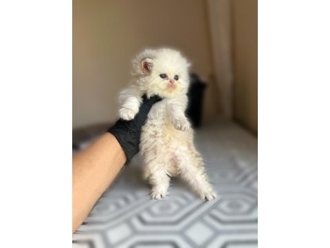 British longhair sevgi dolu kediler
