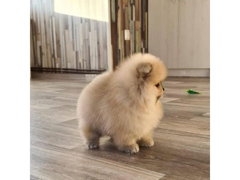Pomeranian boo yavruları