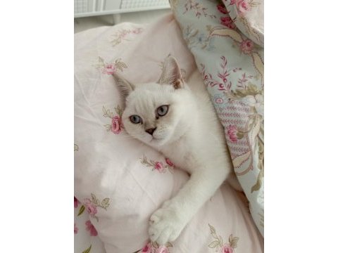 4 aylık british shorthair oğlumuza yuva arıyoruz