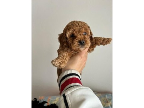 Toy poodle yavrularımız ömürlük aileleri bekliyor