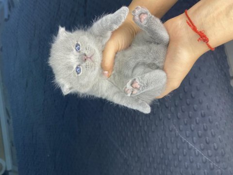 Mini minicik kulaklar kocaman sevgiler scottish fold yavru