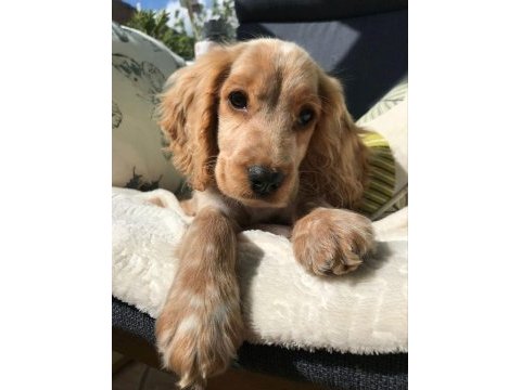 Minik eğitimli prenses köpeğimiz