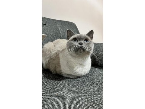 Kedilerimiz için anne ve kızımız için kalıcı yuva aranıyor