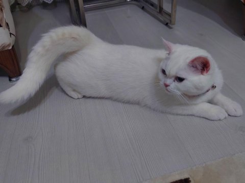 British shorthair 8 aylık kedimiz