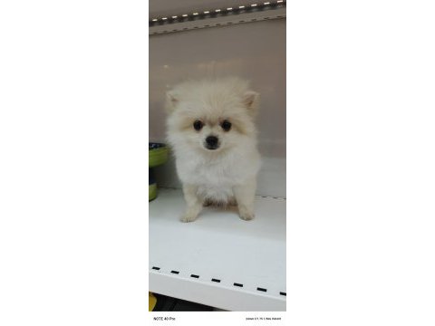 Yeni yuvasına gitmeye hazır pomeranian