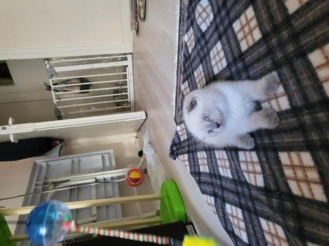 Güzel scottish fold bebekler