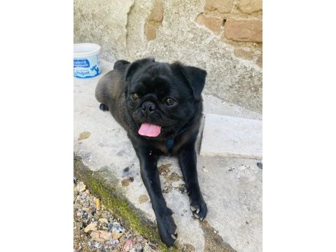 2.5 yaşında pug