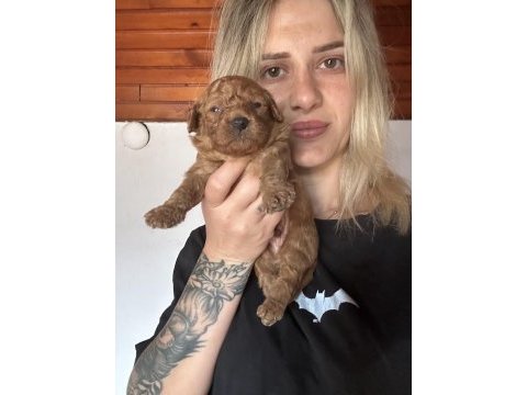 Toy poodle köpeği yavrularımız