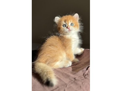 Mükemmel kalite golden ny12 british longhair