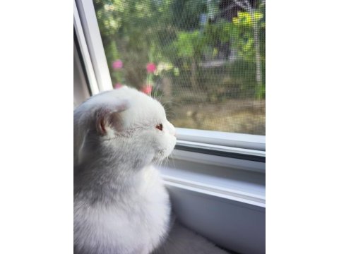 Bembeyaz scottish fold kırık kulak pamuk kedicik