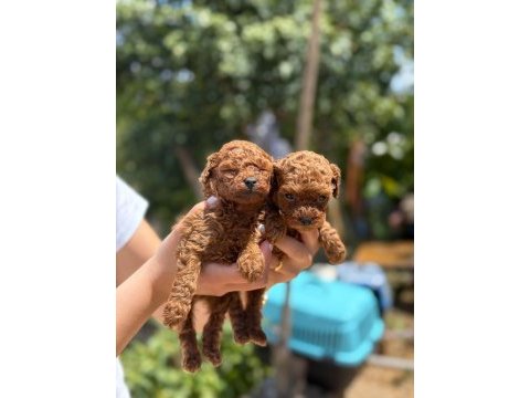 Aşılı çiş eğitimli teacup toy poodle 