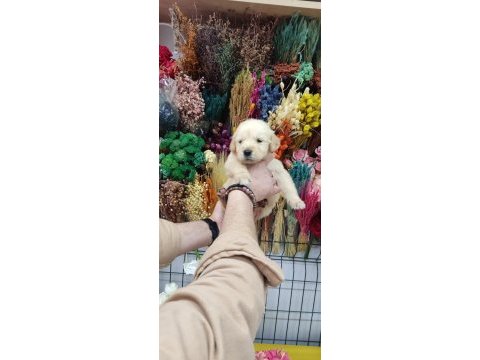 Baby face golden retriever bebekler