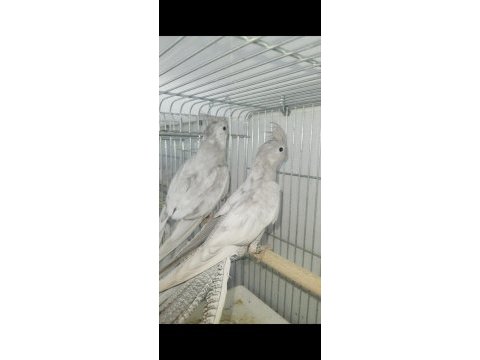 Emeralt sultan papağanı