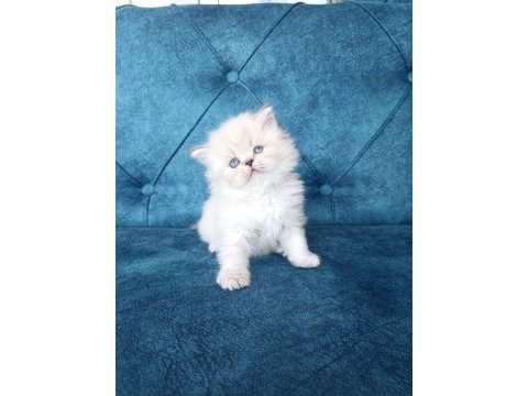 Koyun tüylü kabasakal sahip arıyor scottish fold