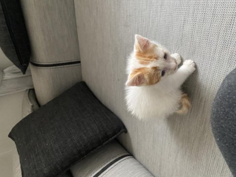 Annesi terk etmiş melez kedimiz