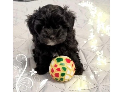 Mini minnak maltipoo bebeklerimiz