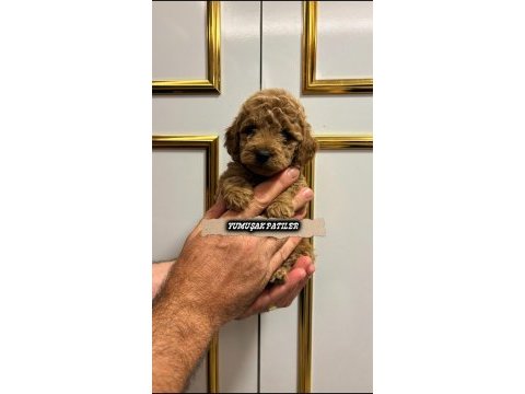 Sevimli ırk toy poodle