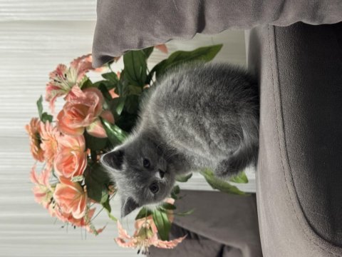Kendi yavrularımız lilac ve gri renk british shorthair